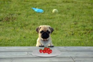 Can Pugs Eat Strawberries