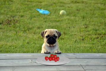 what cant pugs eat