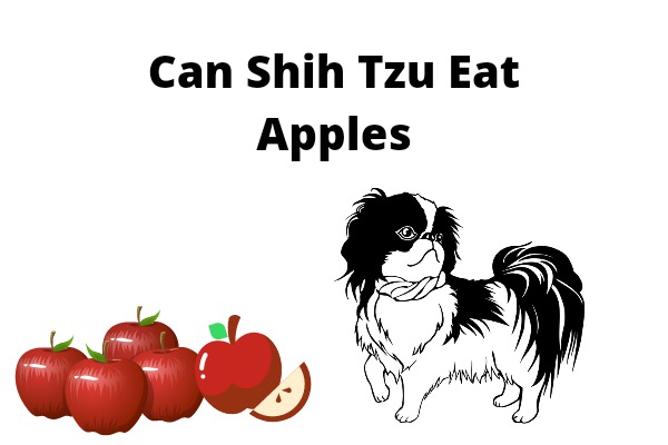 Can Shih Tzu Eat Apples