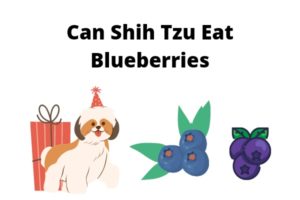 Can Shih Tzu Eat Blueberries