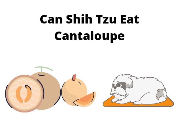 Can Shih Tzu eat cantaloupe