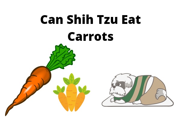 Can Shih Tzu Eat Carrots