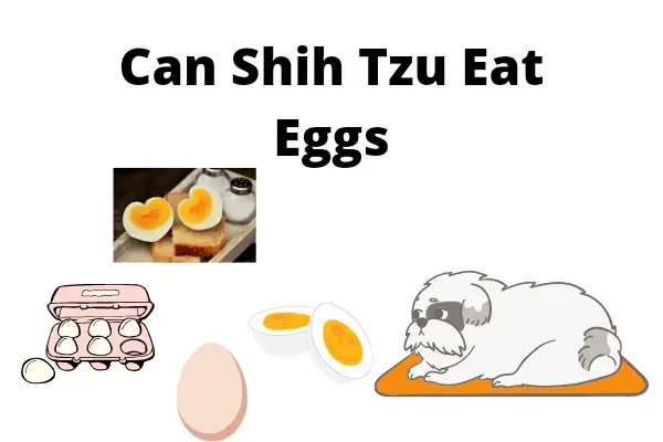 Can Shih Tzu eat eggs