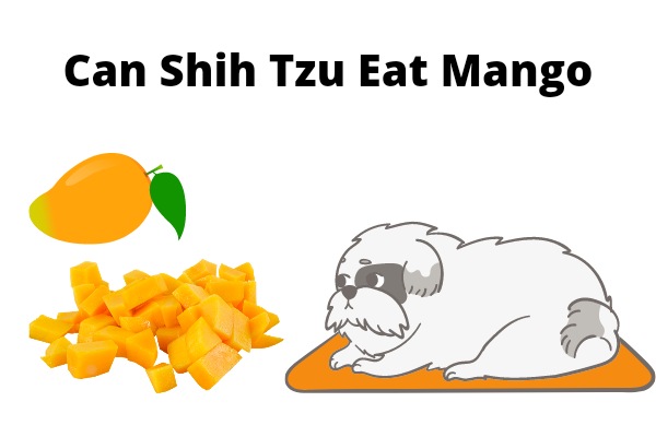 Can Shih Tzu Eat Mango