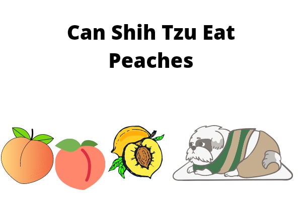 Can Shih Tzu Eat Peaches
