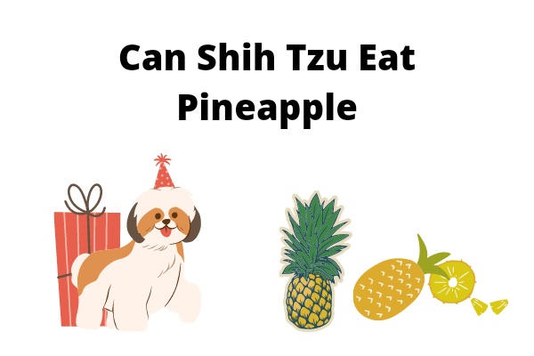 Can Shih Tzu Eat Pineapple