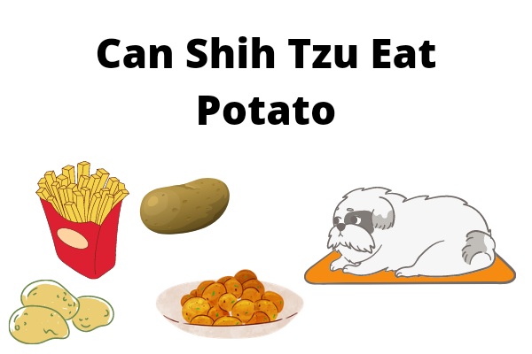 Can Shih Tzu eat potato