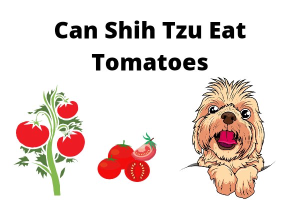Can Shih Tzu Eat Tomatoes