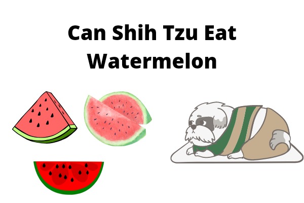 Can Shih Tzu Eat Watermelon