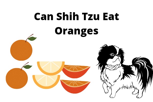 Can Shih Tzu eat oranges