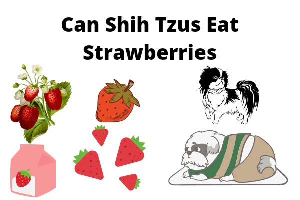 Can Shih Tzus Eat Strawberries