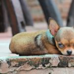 Chihuahua Sick Symptoms