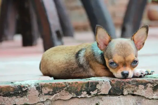 Chihuahua Sick Symptoms