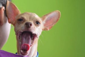 Chihuahua Stress Symptoms