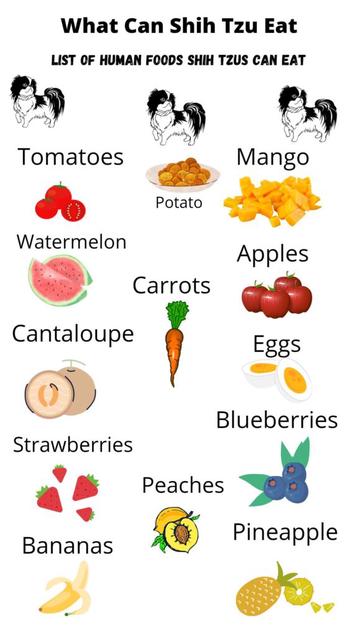 what fruits can shih tzu eat