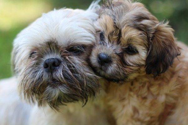 Pros And Cons Of Shih Tzu