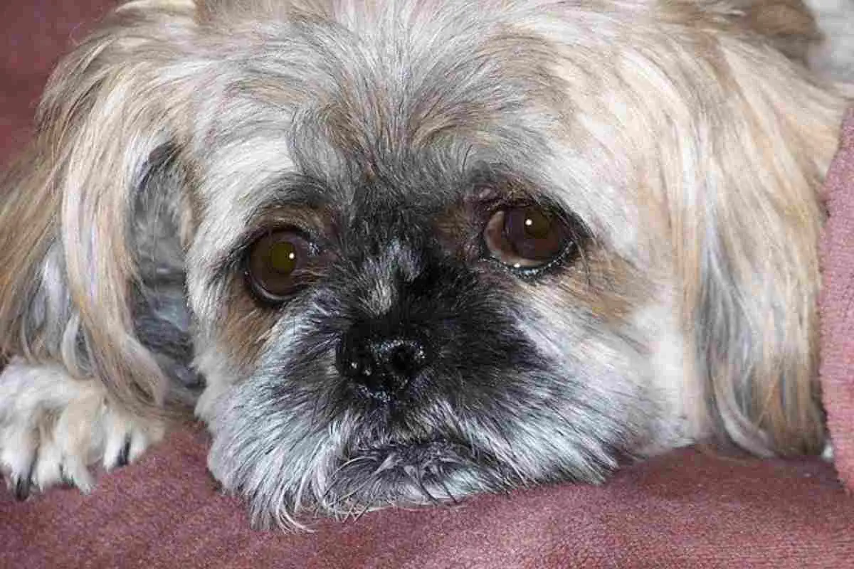 11 Shih Tzu Stress Symptoms