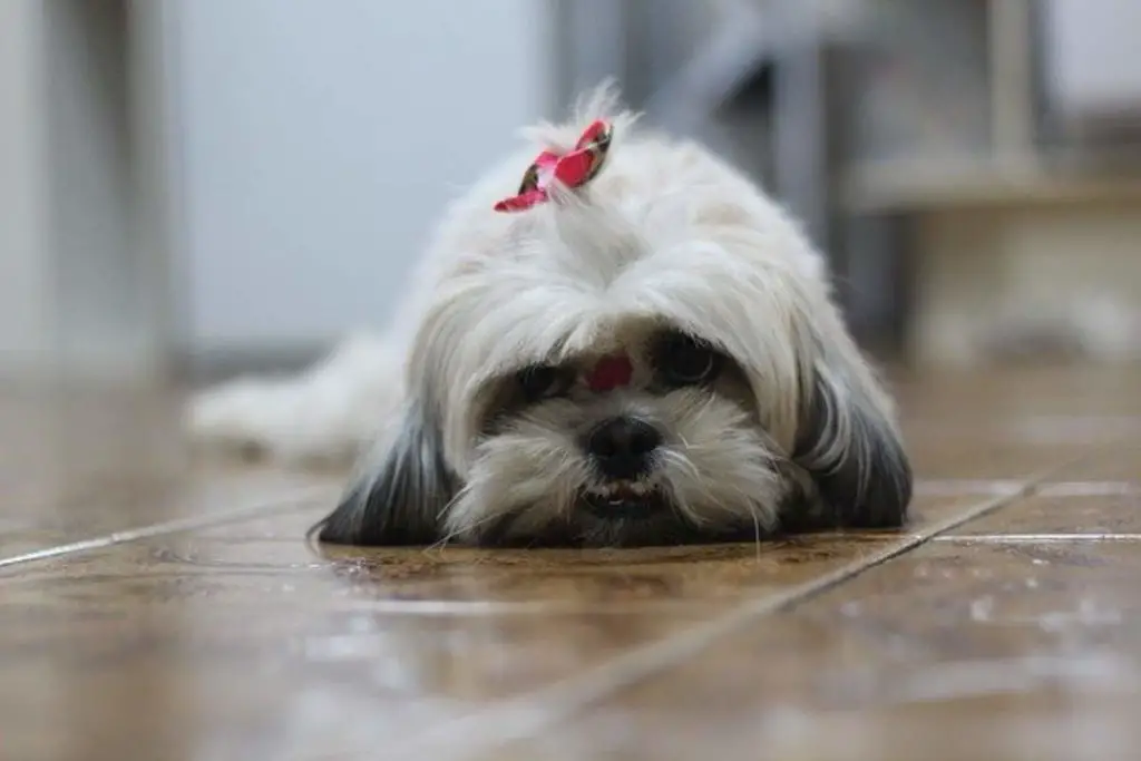 Signs That Your Shih Tzu Is Dying