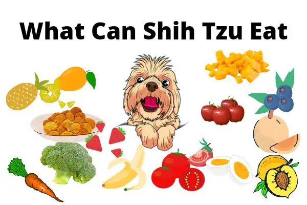 What Can Shih Tzu Eat