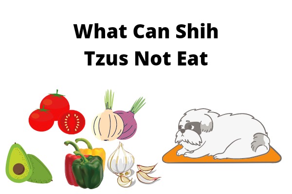 What Can Shih Tzus Not Eat