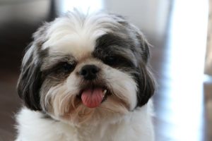 What Makes Shih Tzus Happy