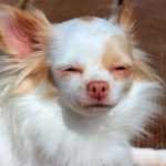 Why Do Chihuahuas Sleep So Much