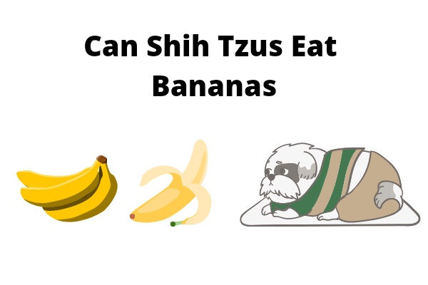 can shih tzus eat bananas