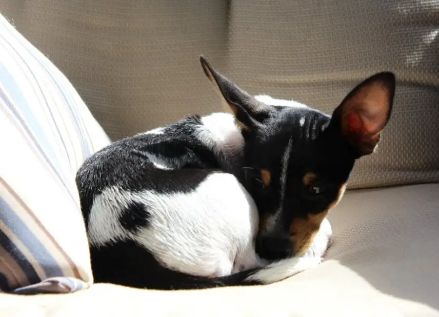 Can Rat Terrier Be Left Alone