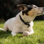 Rat Terrier Old Age Problems