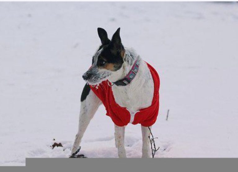 Rat Terrier Pros And Cons