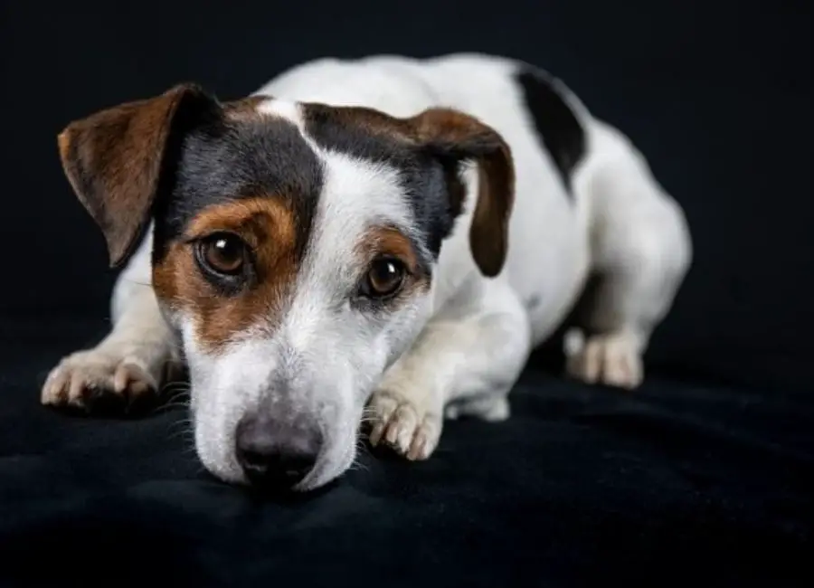Jack Russell Life Expectancy