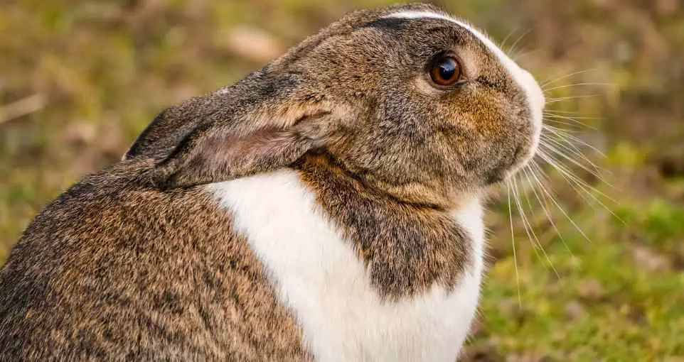 Environmental Factors Affecting Rabbit Happiness
