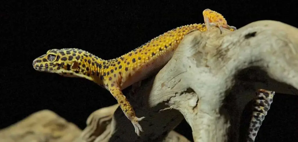 Causes of Sickness in Leopard Geckos