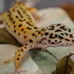 Leopard Gecko Dying Signs