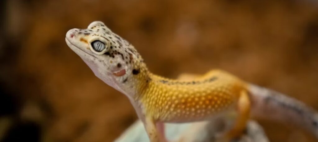 Dying leopard gecko