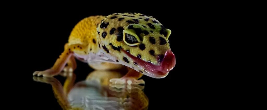 leopard gecko is having trouble shedding its skin