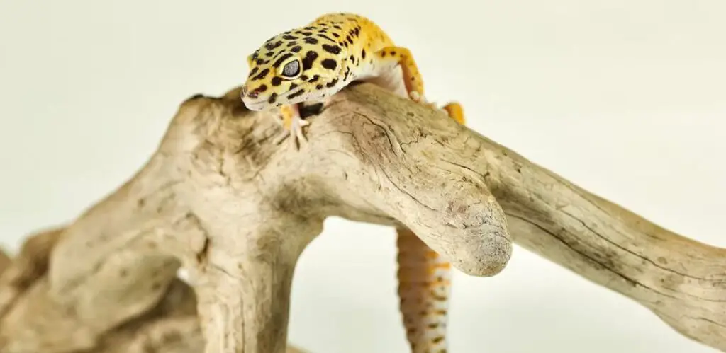 Signs of a Sick Leopard Gecko