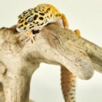 Signs of a Sick Leopard Gecko
