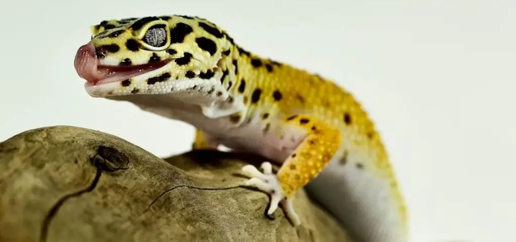 how to comfort and help a dying leopard gecko