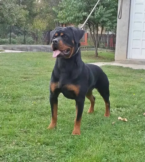 Rottweiler