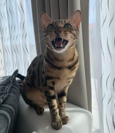 Bengal cat